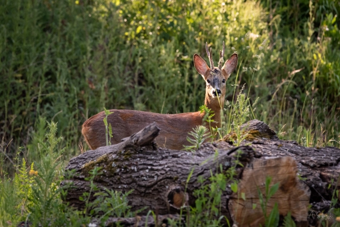 LCS - biche dans parc_0.jpg