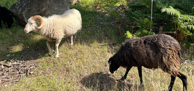 image montrant l'écopaturage